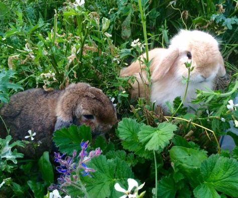 Bunnies In Garden, Bunnies Aesthetic, Bunny In Garden, Westley And Buttercup, 2 Bunnies, Bunny Garden, Funny Post, Pretty Animals, Flower Fairies