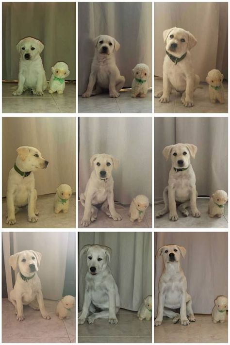 Puppy Growth Pictures, Puppy Growth Pictures Ideas, Growth Pictures, Puppy Growth Chart, Baby Labrador, Cute Labrador, Yellow Labs, Easy Pets, Puppy Accessories