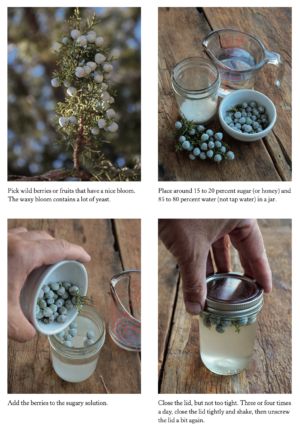 Wild Yeast Starter, Spruce Tips, Wine Yeast, Yeast Starter, Chelsea Green, Holistic Health Remedies, Wild Yeast, Fermented Drink, Dandelion Flower