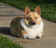 Fat Pembroke Welsh Corgi//this is a very food-motivated breed. Fat Corgi, Pembroke Welsh Corgi Puppies, Funny Corgi, Corgi Pictures, Welsh Corgi Puppies, Corgi Pembroke, Corgi Funny, Kissing Booth, Memes Hilarious