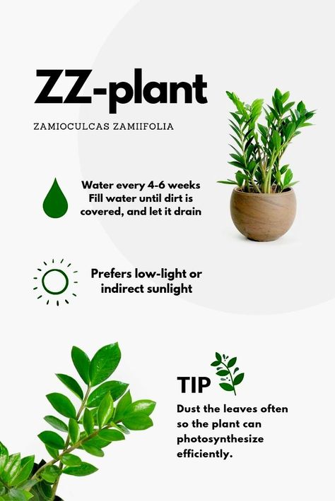 Zamioculcas Plant Care, Zamioculcas Plant, Zz Plant Care, Zz Plants, Zamioculcas Zamiifolia, Cozy Nooks, Household Plants, Plant Care Houseplant, Car Guide