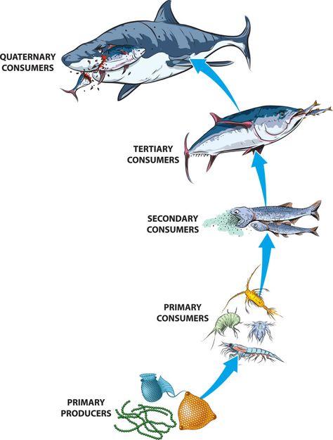 Food chain on land start with plants and move up level by level. In the oceans, food chains also work in much the same way. Find out more! Food Webs Projects, Food Chain Diagram, Simple Food Chain, Food Chain Activities, السلسلة الغذائية, Food Chain Worksheet, Ocean Food Chain, Ocean Zones, Ecosystems Projects