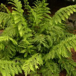 Woodwardia Fimbriata, Pacific Nw, Walled Garden, Vase Shapes, Gardening For Beginners, Front Garden, The Common, Garden Wall, West Coast