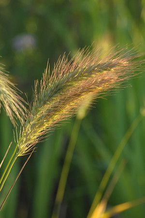 Virginia Wild Rye Seed (Elymus virginicus) Rye Plant, Oklahoma Native Grasses, Giant Hogweed Plant, Zoysia Grass Seed, Prairie Nursery, Queen Of The Prairie Plant, Rye Grass, Native Grasses, Prairie Garden