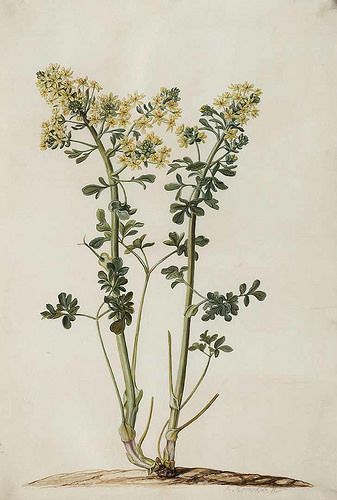 Rue, Common Rue, Herb of Grace, Sadab. Ruta graveolens. Ruta, from the Greek reuo (to set free), for its reputation for treating various diseases. Hippocrates highly recommended the use of Rue. Moninckx atlas, vol. 8: t. 49 (1682-1709) Rue Herb, Bible Garden, Ruta Graveolens, Inspiring Tattoos, Poison Garden, Life Illustration, Flower Illustrations, Growing Hydrangeas, Planting Hydrangeas