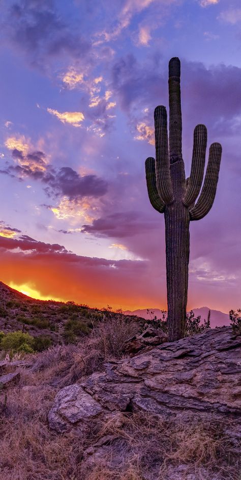 Landscape Photography Trees, Saguaro National Park, Arizona Sunset, Landscape Photography Nature, Desert Sunset, Alam Yang Indah, Desert Landscaping, Landscape Photographers, Landscape Photos