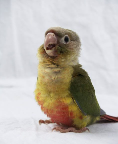 Cinnamon Green Cheek Conure, I love my bird Pineapple Conure, Conure Bird, Green Cheek Conure, Conure Parrots, Funny Parrots, African Grey Parrot, Funny Birds, Baby Bird, Bird Pictures