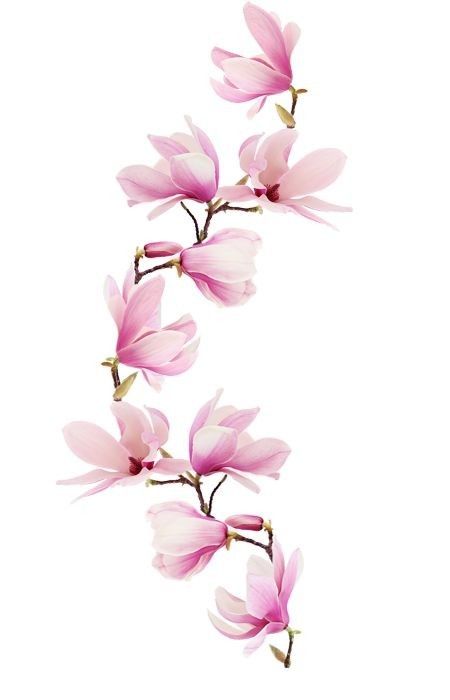 Diy Tattoo Permanent, Magnolia Tattoo, Kunst Tattoos, Initial Tattoo, Cherry Blossom Tattoo, Blossom Tattoo, Henna Tattoo Designs, Magnolia Flower, Suzhou