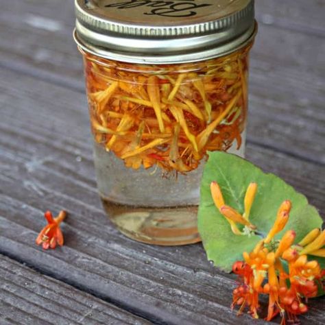 Honeysuckle glycerite is a natural remedy made without alcohol and with sweet flowers for a delightful way to get relief from sore throats. Forage Recipes, Holistic Tips, Diy Apothecary, Homemade Medicine, Healing Remedies, Seasonal Living, Evil Minions, Sweet Flowers, Herbal Apothecary