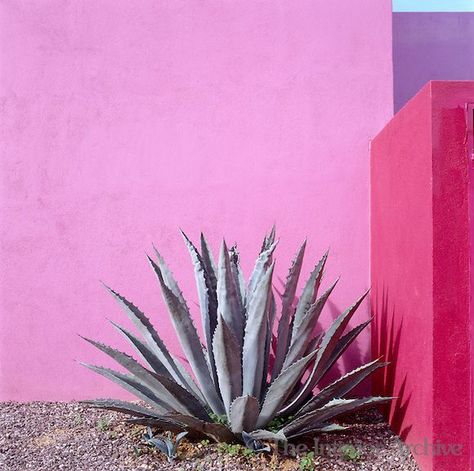 Agave plant in Mexico. Pink walls Desert Installation, Murs Roses, Agave Plant, Agaves, Desert Plants, Cactus Succulents, Pink Wall, Cactus And Succulents, Jolie Photo