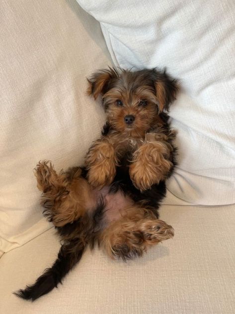 Yorkie Puppy Aesthetic, Cute Yorkie Puppies, Yorkie Terrier Aesthetic, Cute Yorkies, Yorkie Aesthetic, Yorkie Terrier Puppy, Brown Yorkie, Dorkie Pup, Yorkiepoo Puppy