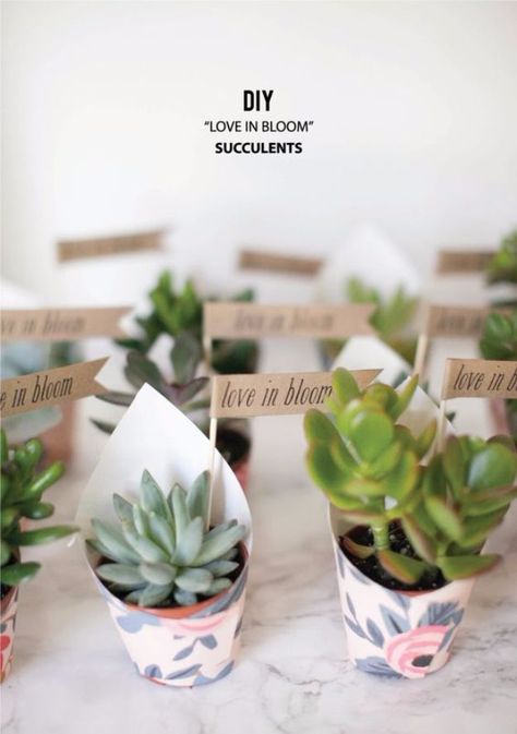 DIY Wedding Favors - DIY Love In Bloom Succulent Favors - Do It Yourself Ideas for Brides and Best Wedding Favor Ideas for Weddings - Step by Step Tutorials for Making Mason Jars, Rustic Crafts, Flowers, Small Gifts, Modern Decor, Vintage and Cheap Ideas for Couples on A Budget Outdoor and Indoor Weddings http://diyjoy.com/diy-wedding-favors Succulent Party Favors, Love In Bloom, Succulent Wedding Favors, Creative Wedding Favors, Succulent Favors, Succulent Gifts, Wedding Favors Cheap, Succulent Wedding, Favors Diy