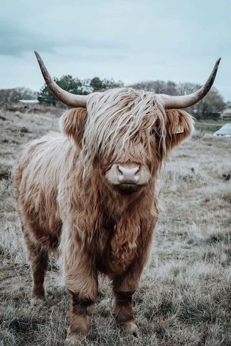 iHeartCows | Scottish highland cow photography 🐮🤎 | Facebook Highland Cow Photography, Long Hair Cow, Cow Cartoon Images, Mini Highland Cow, Highland Cow Painting, Cow Photography, Cow Wallpaper, Scottish Cow, Cow Print Wallpaper