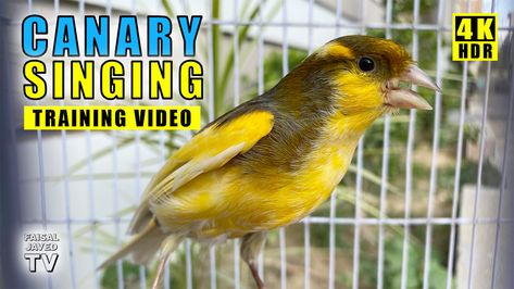 Canary Singing Birds Sounds, performing super relaxing and super Melodies bird song. This is best canary singing video ever! The domestic canary bird, often known as the Singing Canary Bird is a pet form of the wild canary, a small singing bird from the finch family originating from the Macaronesian Islands (The Azores, Madeira and the Canary Islands). It’s a Fact that Canary singing sounds are known to be relaxing melodies sounds! In Canaries only male sings. Canary Sounds possess gently calmin Domestic Canary, Singing Canary, Birds Sounds, Canary Singing, Singing Training, Singing Birds, Canary Birds, Singing Bird, Bird Song