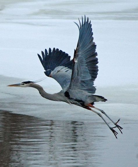 Blue Crane Bird, Heron Drawing, Blue Heron Flying, Heron Flying, Heron Tattoo, Alton Illinois, Frozen River, Heron Art, Coastal Birds