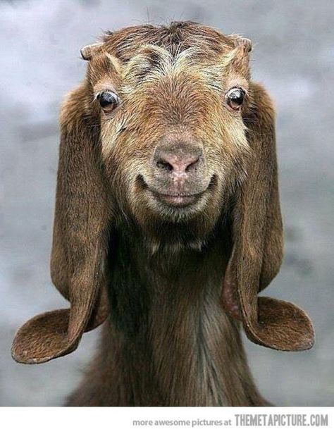 Funny Goat Pictures, Goat Fence, Goat Picture, Happy Goat, Goat Art, Goats Funny, Cute Goats, A Goat, Amazing Animals