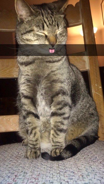 32 pics that prove every pet owner should use snapchat Funniest Snapchats, Snapchat Funny, Grumpy Cat, Funny Cat Videos, Animal Memes, Crazy Cats, Pet Owners, Cat Memes, Kitsch