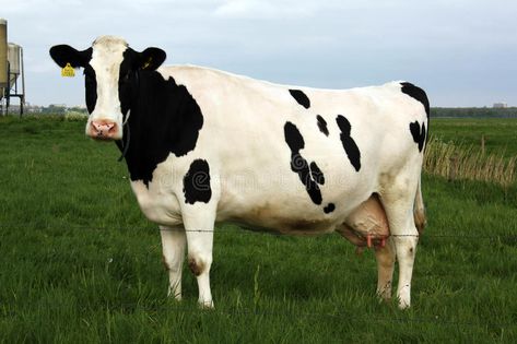 Holstein Friesian cow. A Holstein Friesian cow on the green pasture #Sponsored , #AD, #Sponsored, #Friesian, #green, #cow, #Holstein Fresian Cow, Simmental Cows, Cow Holstein, Holstein Cow, Holstein Cow Drawing, Holstein Friesian Cow, Breeds Of Cows, Holstein Cows, Dairy Cattle