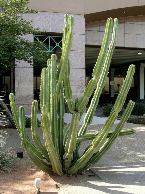 Cereus repandus aka Cereus peruvianus, commonly known as Peruvian Apple Cactus (Photo by ASU)  #cereus #cactus #cacti #cactiandsucculents #succulentopedia #worldofsucculents Peruvian Apple Cactus, Tall Cactus, Hanging Succulents, Cactus Design, Garden Pathway, Succulent Garden, Desert Plants, Cactus Garden, Diy Planters