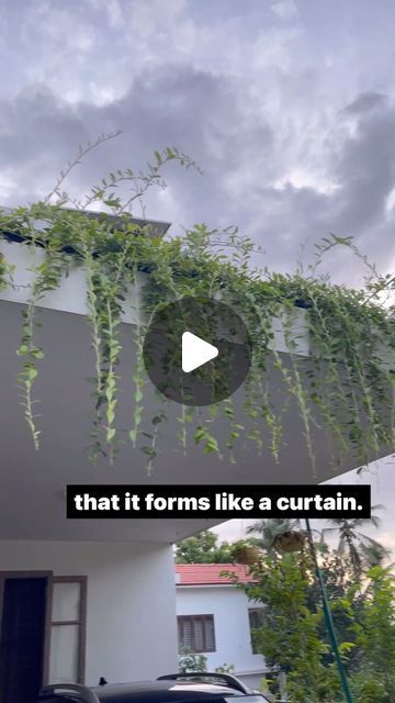 Fence Creeper Plants, Curtain Creeper Plant, Tropical Creeper Plants, Virginia Creeper On House, Rose Creepers Wall, Creepers Plants, Terrace Garden, Hanging Curtains, Creepers