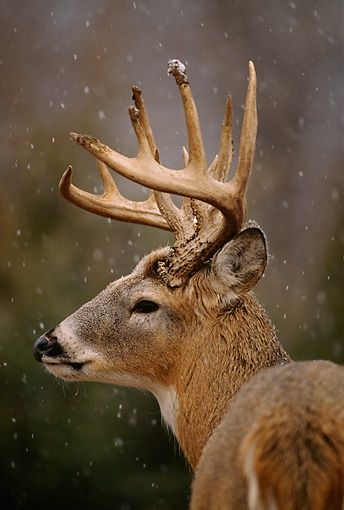 Majestic Whitetail Deer Pictures, Big Deer, Deer Photos, Deer Pictures, Whitetail Bucks, Deer Buck, Deer Family, Mule Deer, Manx