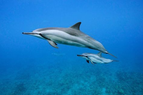 Spinner Dolphin, Dolphin Tattoo, Dolphins Tattoo, Sea Mammal, Animals Pictures, Marine Biology, Cute Animal Videos, Safe Space, Whales