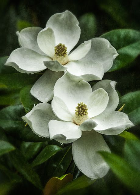 Gardenia Flower Photography, Flower Photography Reference, Magnolia Flowers Painting, Magnolia Photography, Magnolia Flowers, Magnolia Blossom, Magnolia Trees, The Secret Garden, Magnolia Flower