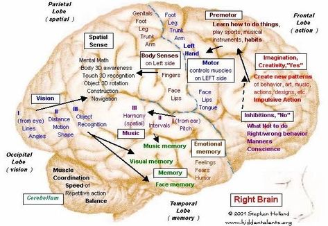 Understand Brain Maps | Change a Habit | Change Your Life - BreakingTheCycles.com Left Brain Right Brain, Brain Mapping, Craniosacral Therapy, Brain Anatomy, The Human Brain, Changing Habits, Right Brain, Speech Language Pathology, Human Brain