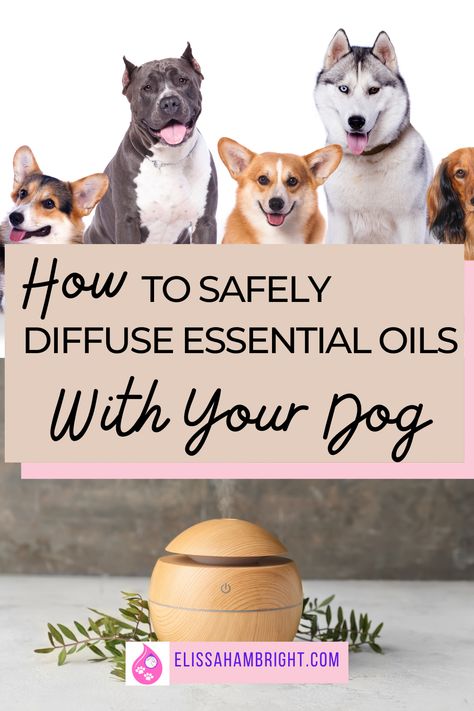 Essential Oils To Avoid With Dogs, Essential Oil Recipes Safe For Dogs, Essential Oil Diffuser Blends Safe For Dogs, Essential Oils For Puppies, Essential Oils Dangerous For Dogs, Dog Safe Essential Oils To Diffuse, Dog Safe Essential Oil Diffuser Blends, Essential Oils And Dogs, Essential Oils Safe For Dogs Diffuse