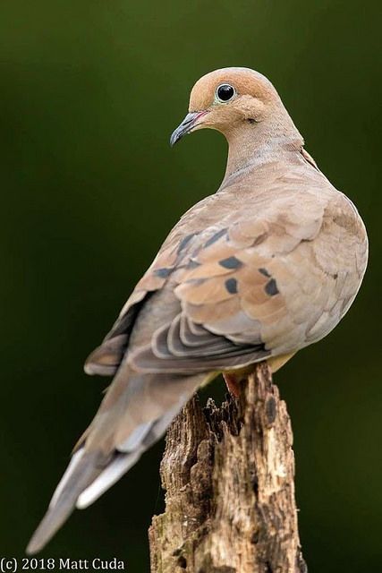 Dove Bird Aesthetic, Dove Bird Photography, Dove Reference, English Birds, Morning Doves, Dove Photo, Morning Dove, Dove Pigeon, Dove Bird