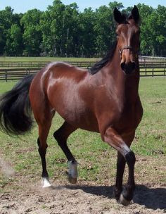 American Standardbred, Orlov Trotter, Standardbred Horse, Heart Horse, Horse Info, Morgan Horse, Harness Racing, Bay Horse, Types Of Horses