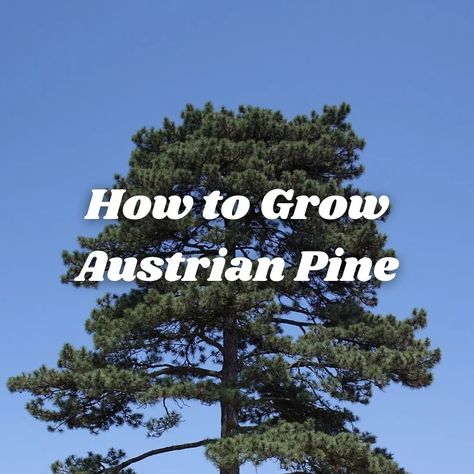 How to Grow Austrian Pine ("Pinus nigra") - Dengarden Austrian Pine Tree, Austrian Pine, Garden 2023, Exotic Fruit, Circle Of Life, Growing Tree, New Growth, Getting To Know You, How To Grow