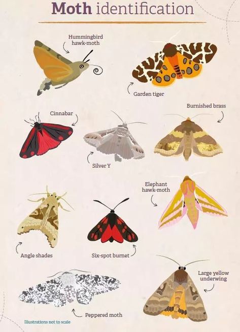 Moth Facts, Bug Pinning, Cool Moths, Wing Anatomy, Butterfly Identification, Types Of Moths, Butterfly Facts, Monarch Butterfly Garden, Vertebral Column