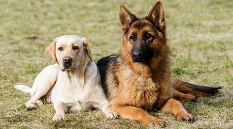 Labrador Retriever vs. German Shepherd: Breed Comparison German Dog Names, Cocker Spaniel Anglais, Alaskan Dog, German Shepherd Names, White German Shepherd, Dog Suit, Black German Shepherd, German Dogs, Feeding Time