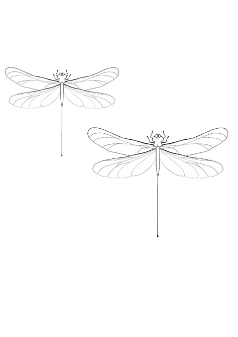 Dragonfly Line Drawing, Fineline Dragonfly Tattoo, Dragonfly Outline Tattoo, Dragonfly Tattoo Drawing, Fineline Dragonfly, Dragon Fly Tattoo Simple, Dragonfly Tattoo Simple, Dragonfly Tattoo Stencil, Dragonfly Line Art