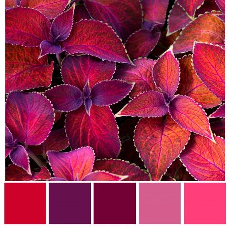 Red And Purple Room, Red And Purple Color Palette, Cranberry Color Palette, Peony Pavilion, Maroon Color Palette, Violet Color Palette, Colour Wheel Theory, Red And Violet, Design Seed