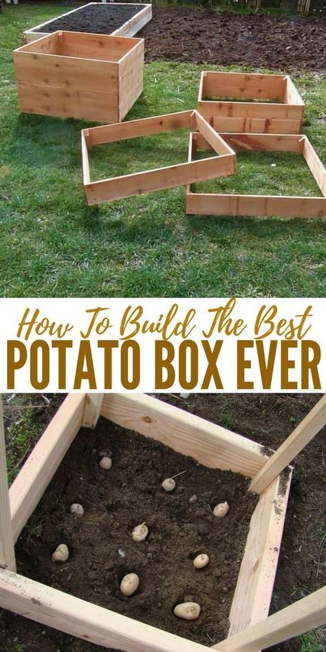 Potato Box, Hydroponic Farming, Growing Potatoes, Veg Garden, A Potato, Vegetable Garden Design, Hydroponic Gardening, Garden Boxes, Veggie Garden