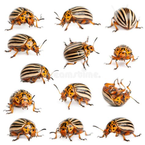 Colorado Potato Beetle, Mn Tattoo, Colorado Beetle, Insect Creature, Beetle Cartoon, Potato Beetle, Potato Bugs, Beetle Drawing, Tortoise Beetle