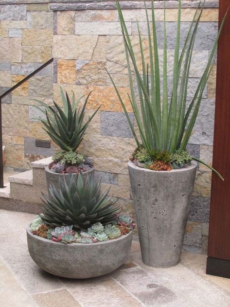 Succulent Landscape Design, Florida Landscaping, Rogers Gardens, Succulent Landscaping, Cement Planters, Contemporary Garden, Have Inspiration, Landscaping Tips, Desert Landscaping