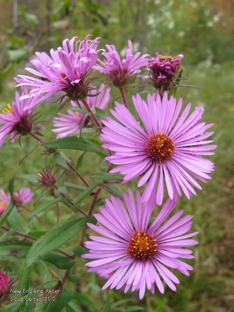 New England Aster (Aster novae-angliae) • Family: Aster (Asteraceae) • Habitat: damp thickets and meadows • Height: 3-7 feet • Flower size: flowerheads around 1-1/2 inches across • Flower color: purple rays around a yellow disk • Flowering time: August to October  • Photo by Doug Colter Summer Placemats, New England Aster, Healing Garden, Plant Photography, Inspiration Photos, Floral Inspiration, Native Plants, Colorful Flowers, Color Purple