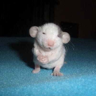 Cuteness Dumbo Rat, Baby Rats, Brain Images, Pocket Pet, Cute Rats, Pet Rats, Cute Mouse, Cute Animal Pictures, Hamsters