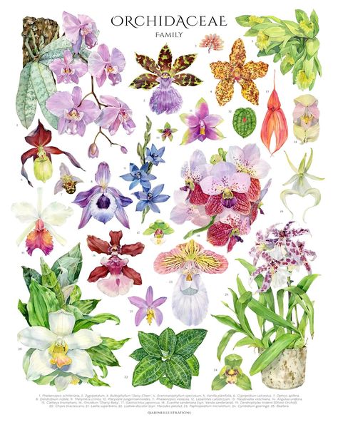 Orchid Family Poster is available on my website now! 🥳 This curated chart of 25 orchids showcases the incredible diversity within orchidaceae family. For example I included the smallest (#platystelejungermannioides ) and largest (#grammatophyllumspeciosum ) species. These orchids come from different parts of the world and display a wide range of shapes and colors. I hope I was able to convey the beauty of this colorful genus so you can fall in love with them just like I did💖 Which one is ca... Orchid Poster, Macodes Petola, Ludisia Discolor, Ghost Orchid, Dendrobium Nobile, Vanilla Planifolia, Family Poster, Flower Therapy, Bedroom Posters