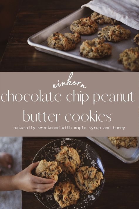 These peanut butter chocolate chip cookies are made with einkorn flour, and are naturally sweetened with honey and maple syrup. A family staple. #einkorn #einkornflour #naturallysweetened #cookierecipe #recipe #maple syrup #honey #peanutbutter Einkorn Peanut Butter Cookies, Honey Sweetened Chocolate Chip Cookies, Honey Sweetened Cookies, Einkorn Cookies, Ibd Diet, Chocolate Chip Peanut Butter Cookies, Cookies With Peanut Butter, Healthier Baking, Fresh Milled Flour