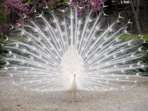 Albino Peacock. CRAZY. Albino Peacock, Peacock Wallpaper, Wild Animal Wallpaper, Albino Animals, Kingdom Animalia, White Peacock, Ice Sculptures, Rare Animals, Amazing Animals