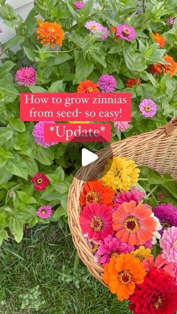 Annie on Instagram: "We planted the seeds on May 15 and we live in Iowa, zone 5! Zinnias are easy to grow, they are perfect for beginner gardeners. Would you like to see a 7 day update? 😊  #zinnias #beginnergardener #beginnergardening #cutflowergarden #easygardening #gardening #flowergarden" Zinnias In Flower Bed, Zinnias In Raised Beds, Front Yard Zinnias, Zinnia Bed Ideas, Flowers That Bloom In June, Zinnia Seeds Starting, Zenia Flower Garden, Zinnia Garden Ideas, How To Grow Zinnias From Seed