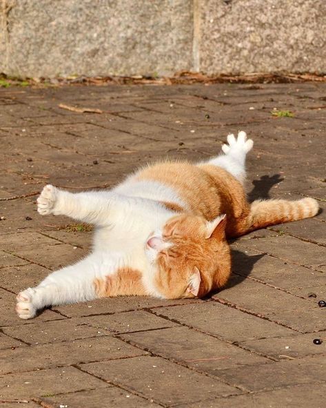 Cat Stretching, Cute Little Kittens, Silly Cats Pictures, Cute Cat Wallpaper, Cute Cats Photos, Cats Love, Funny Cute Cats, Cute Cats And Dogs, Orange Cat