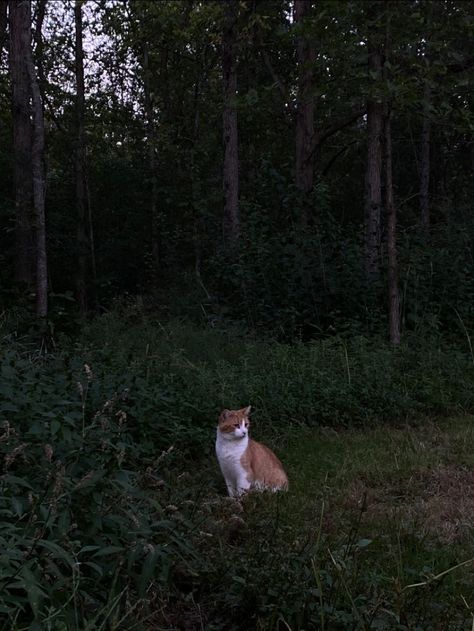 cat in forest green pretty night love Wild Cat Aesthetic, Forest Cat Aesthetic, Cats In Forest, Enchanted Forest Purple, Forest Reference, Wild Forest, Forest Cat, Night Love, Nature Drawing