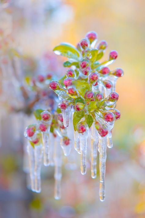 Apple Buds Frozen Flowers, Barista Fashion, Red Bud, Pear Blossom, Scenic Photos, Plant Protection, Winter Magic, Snow And Ice, Plum Blossom