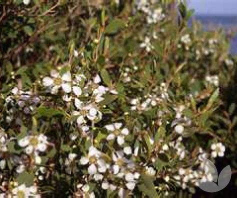 This is a large, bushy shrub or can also grow into a low lying tree with twisted branches. The grey-green, oval-shaped foliage produces small white flowers in spring or early summer that are scattered throughout the tree. Australian Tea Tree Oil, Tall Shrubs, Australian Trees, Australian Tea Tree, Australian Native Garden, Australian Garden, Australian Native Plants, Small White Flowers, Native Garden