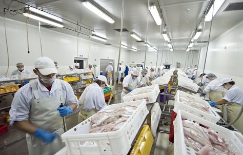 Fish processing factory. A fish processing factory, general view of the hall wit , #ad, #general, #view, #hall, #fish, #Fish #ad Hand Images, Stock Photography, Stock Images Free, Fish, Stock Photos